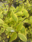 Preview: Gelbbunter Hartriegel (Cornus alba Gochaultii) Liefergröße: 30-50 cm im Co